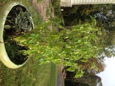 Here's my end of season basil plant.  